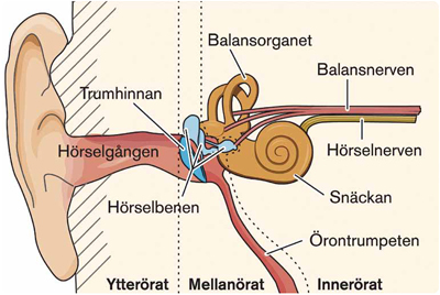 Fra top – øret, høres lyd | iSUNDHED.dk