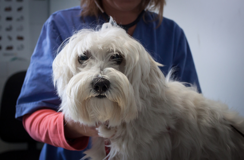 Diskoid Lupus Erythematosus (DLE) Symptomer og behandling