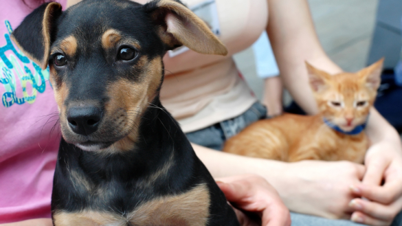 Allergi overfor hunde