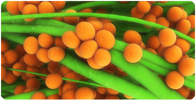 Infektioner og vacciner