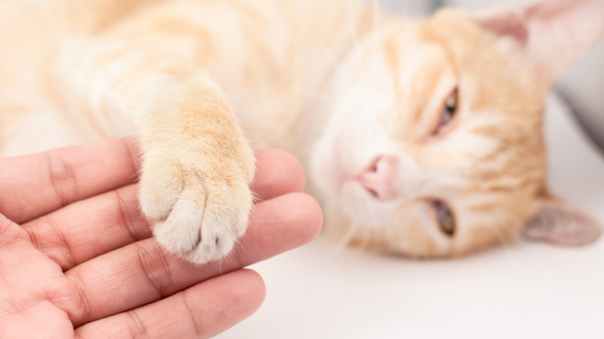 Allergenerne findes først og fremmest i kattens spyt, urin og talgkirtler.