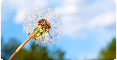 Luftvejene og allergi