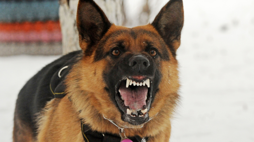 Rabies er en virus, som kan smitte fra dyr til mennesker, og den mest almindelige årsag er hundebid fra et smittet dyr.